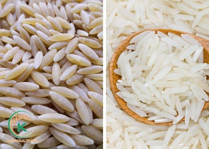 is-long-grain-rice-healthy-1.jpg