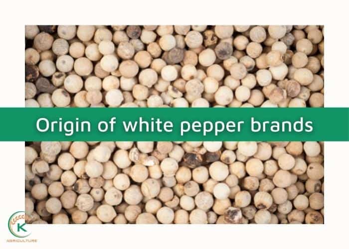 White-pepper-brands-2.jpg