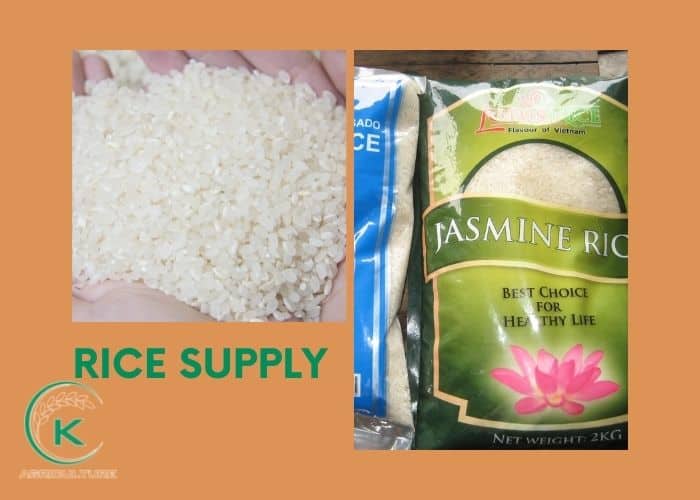 rice-export-from-Vietnam-7.jpg