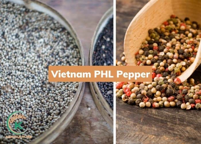 Vietnam-pepper-18.jpg