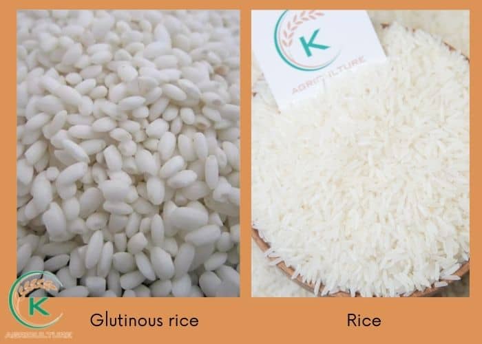 glutinous-rice-flour-4.jpg