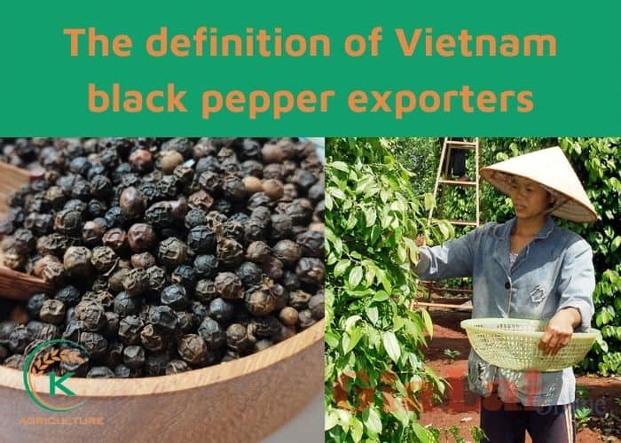 Vietnam-black-pepper-exporters-1.jpg