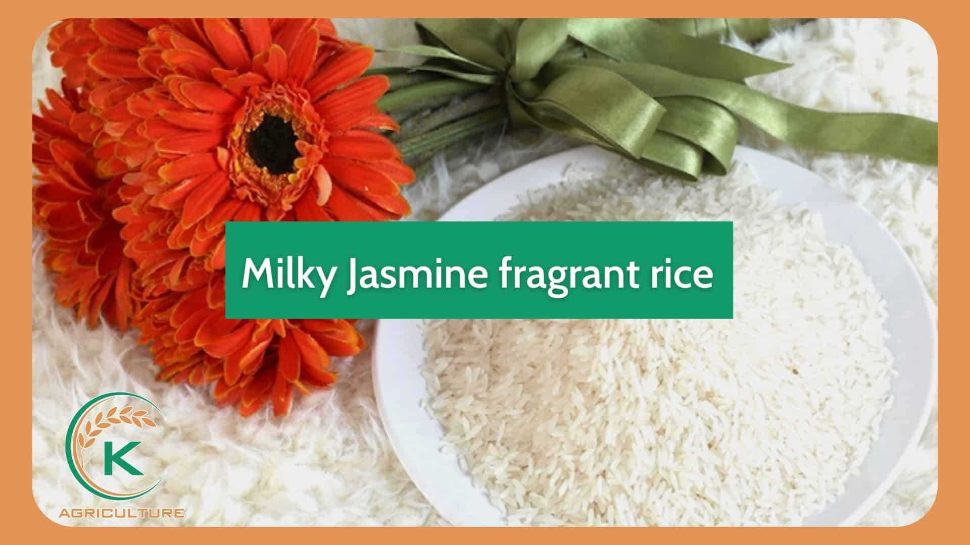 jasmine-rice-manufacturer-in-vietnam-2.jpg