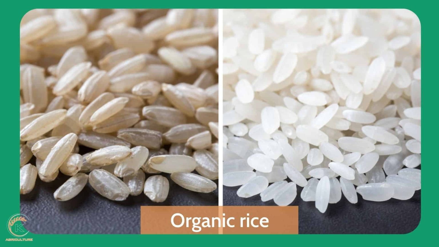 The popularity of organic rice today