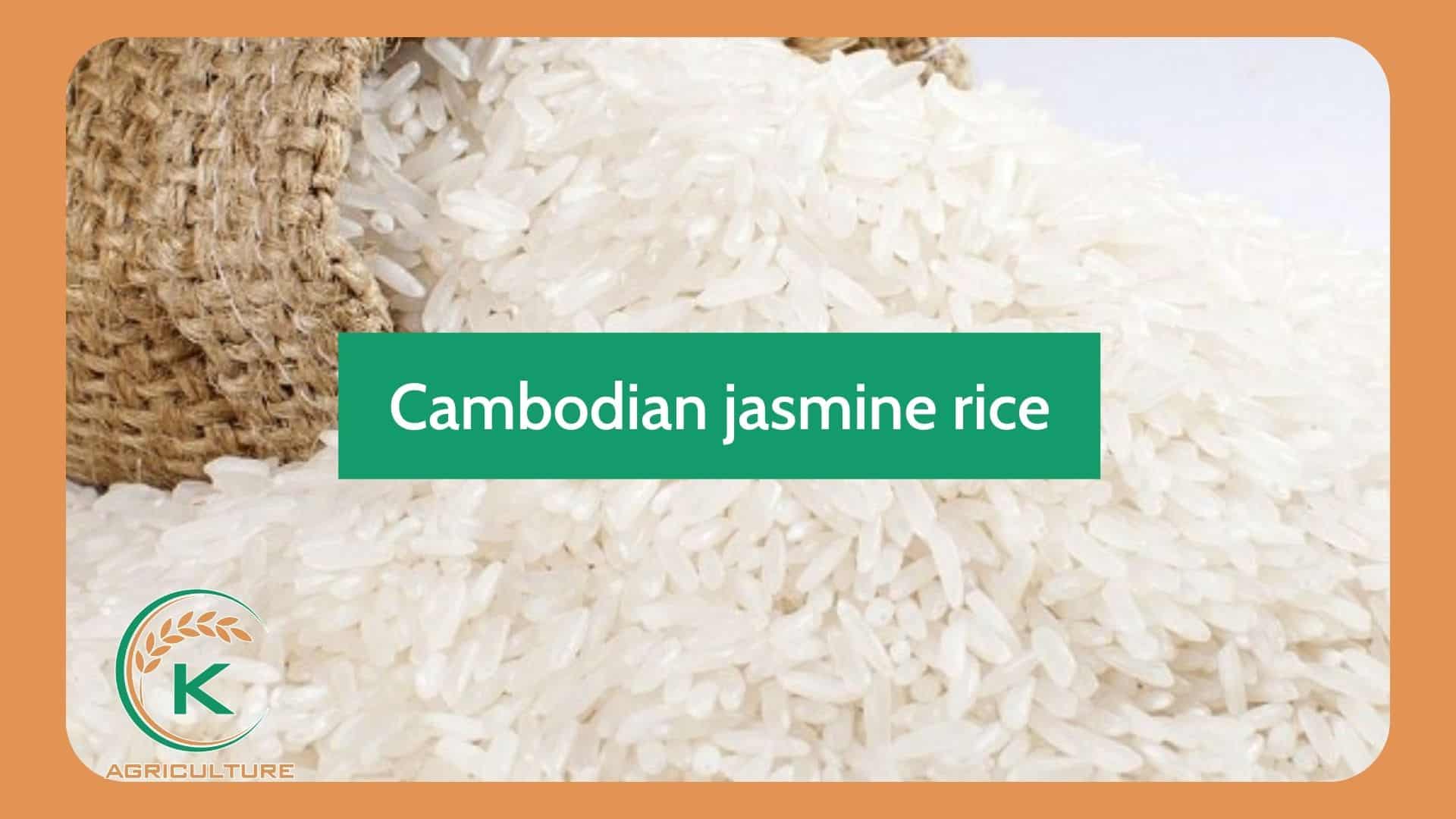 jasmine-rice-manufacturer-in-vietnam-3.jpg
