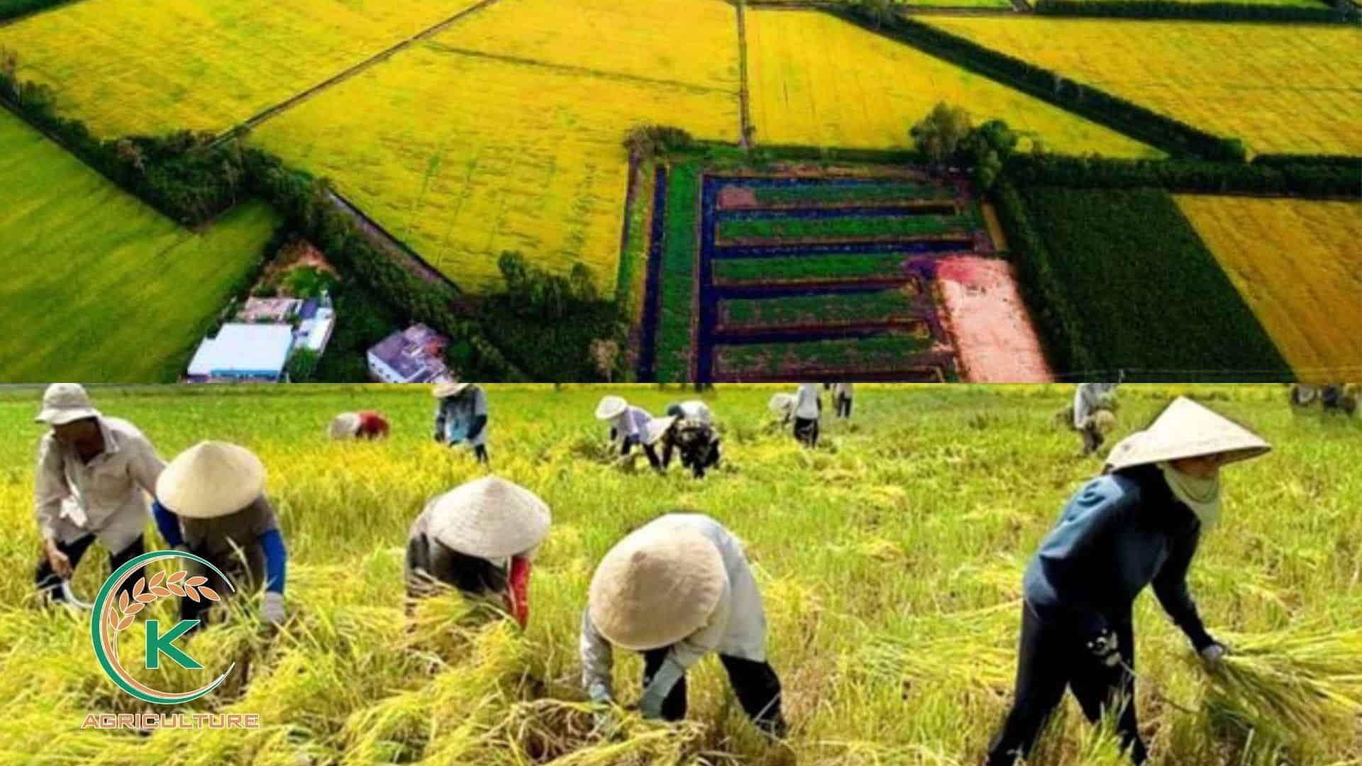 jasmine-rice-manufacturer-in-vietnam-4.jpg