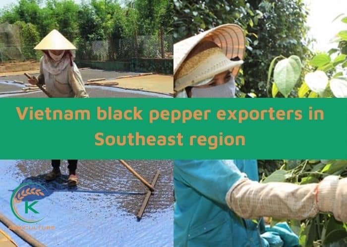 Vietnam-black-pepper-exporters-5.jpg