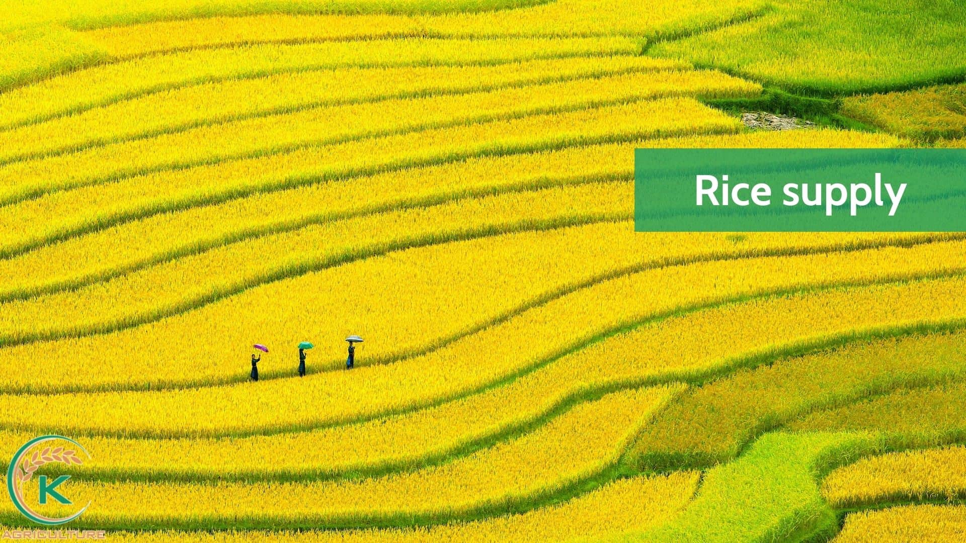 rice-companies-12.jpg