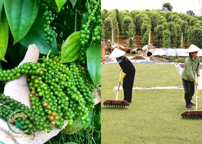 Vietnam-pepper-production-2.jpg