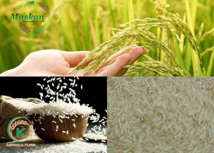 Rice-suppliers-in-India-15.jpg