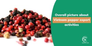 Vietnam-pepper-price.jpg