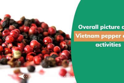 Vietnam-pepper-price.jpg