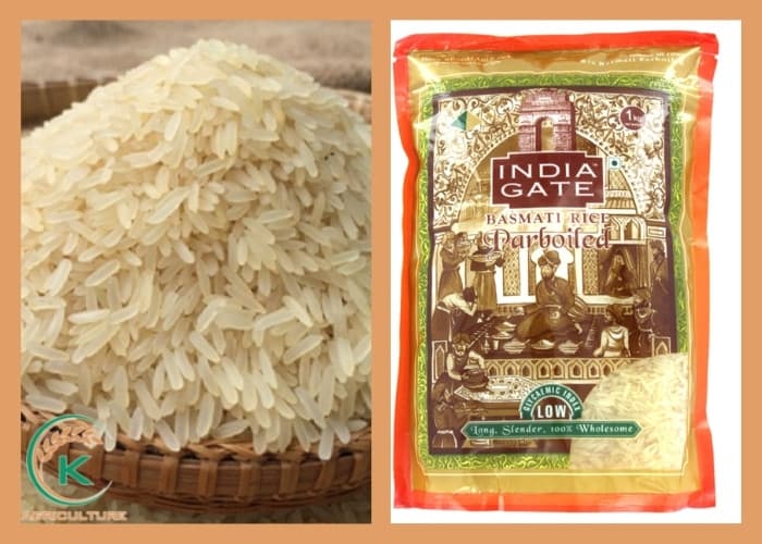 Rice-suppliers-in-India-3.jpg