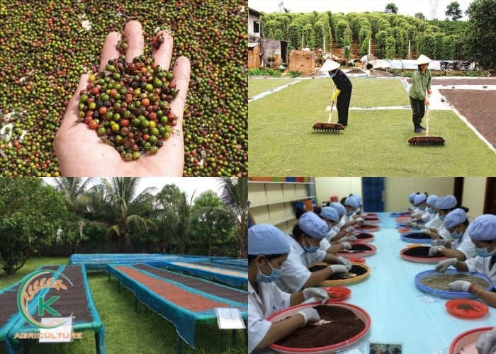 Vietnam-pepper-production-12.jpg