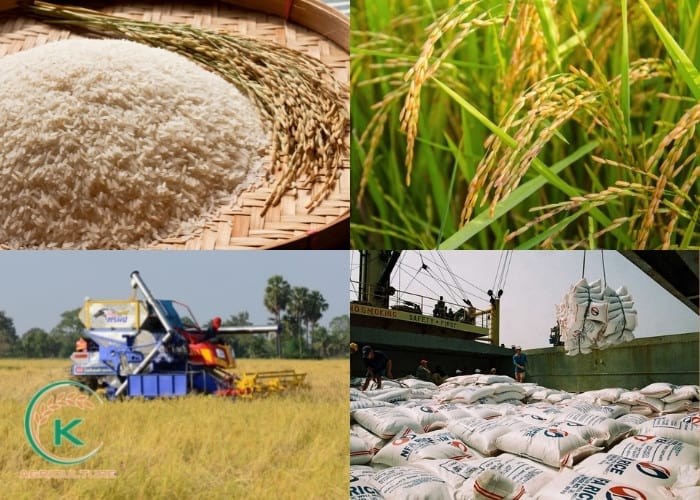 Rice-suppliers-in-India-6.jpg