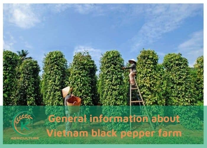 Vietnam-black-pepper-farm-1.jpg