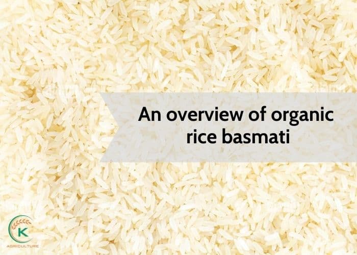 organic-rice-basmati-1.jpg