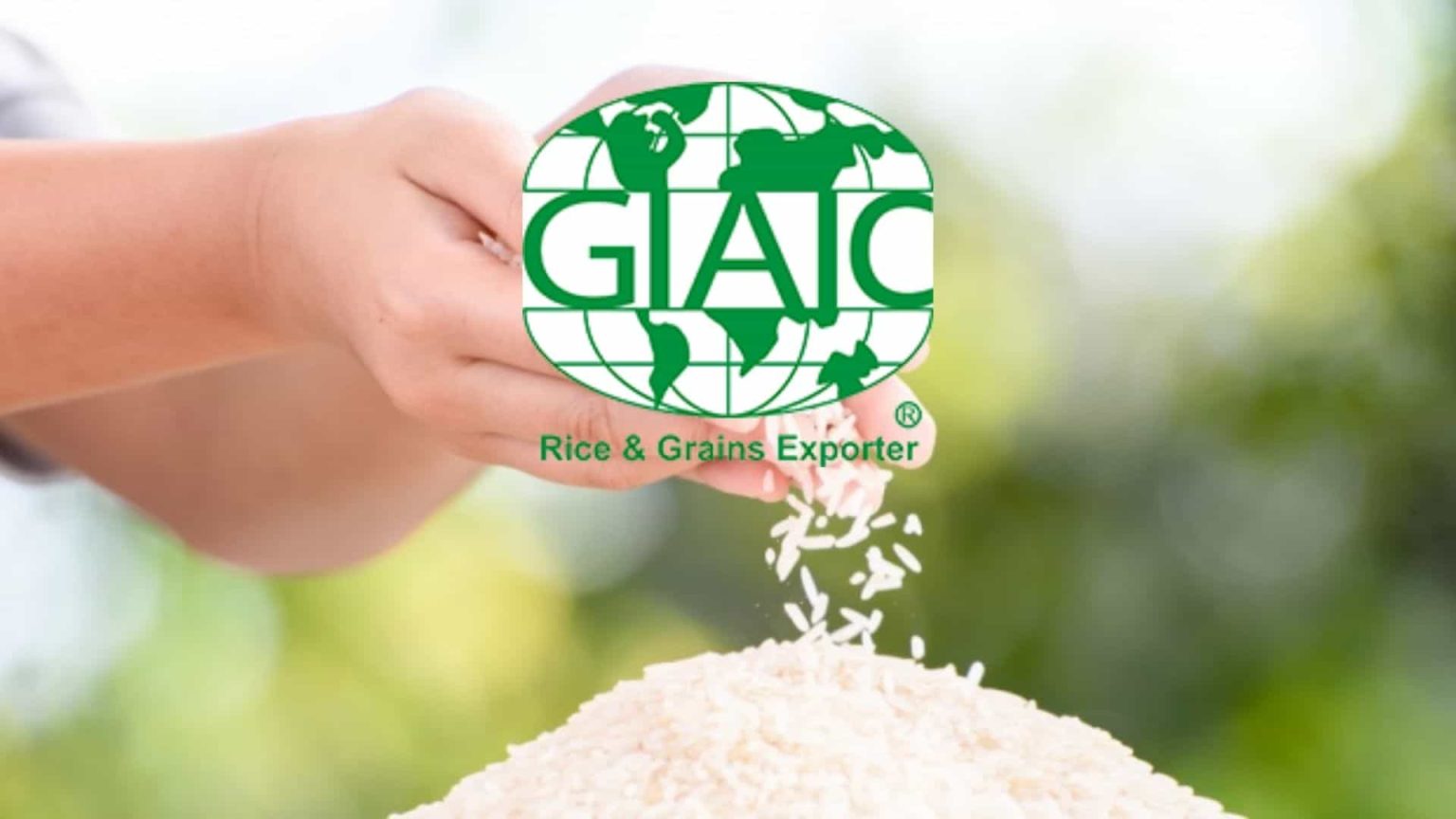 Where to Import Bulk Rice: Best Sources and Buyer’s Guide