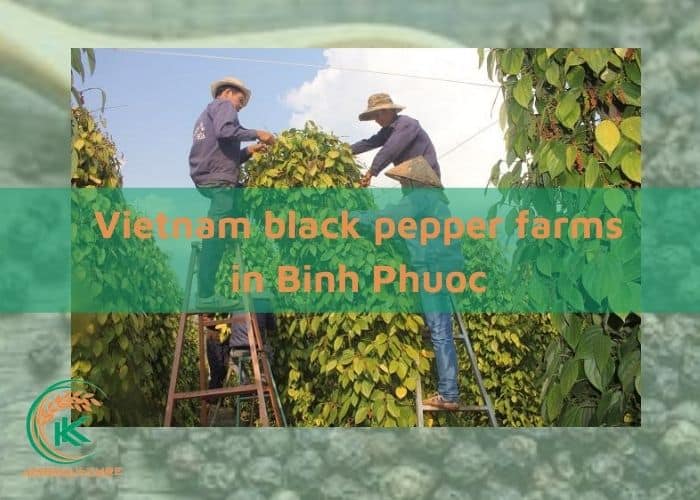 Vietnam-black-pepper-farm-3.jpg