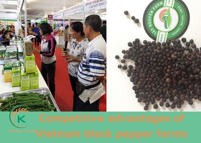 Vietnam-black-pepper-farm-8.jpg