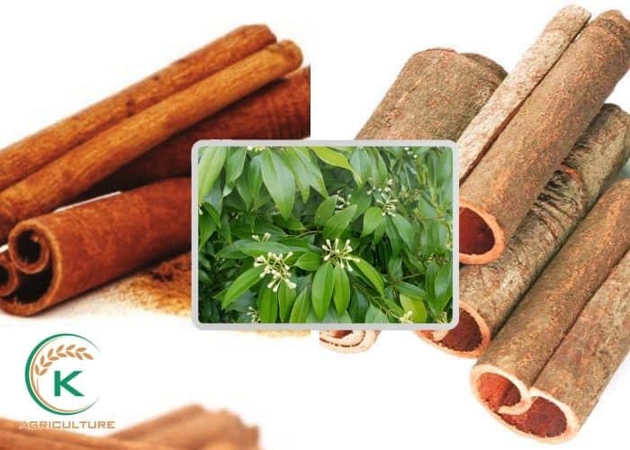Cassia-vs-Ceylon-cinnamon-3.jpg