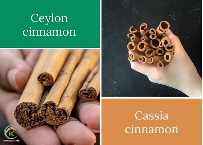 Cassia-vs-Ceylon-cinnamon-2