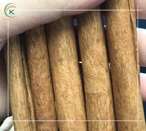 all-you-need-to-know-about-cinnamon-stick - 5