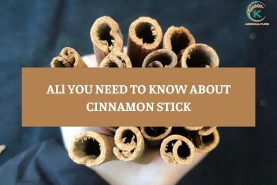 all-you-need-to-know-about-cinnamon-stick - 9