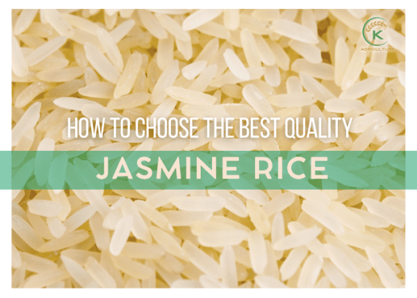 Local Rice Jasmine Jasmine Rice Explained: The Ultimate Guide for Buyers and Importers - K ...
