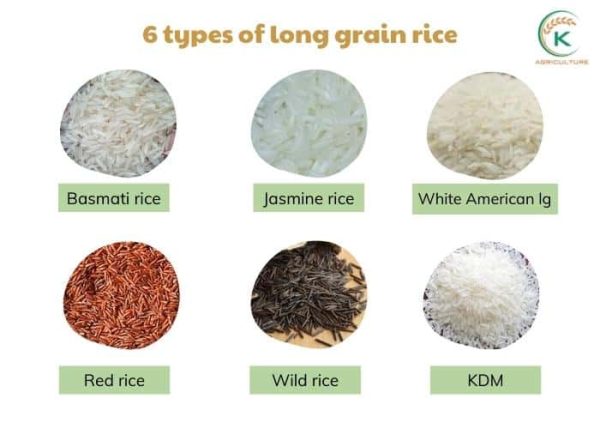 5 Facts About Long Grain Rice - K-Agriculture