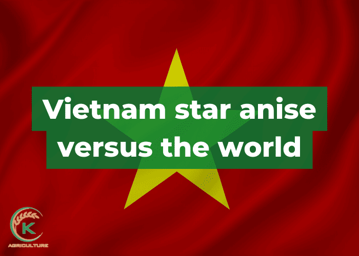 Vietnam-star-anise-6