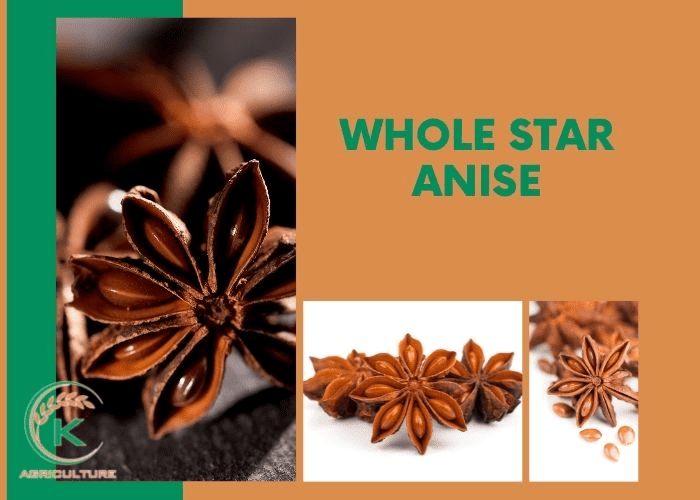 Star-anise-flavor-4
