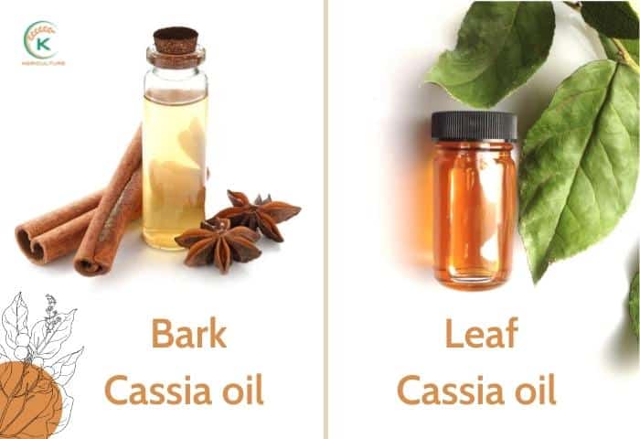 cassia-cinnamon-oil-and-5-secrets-you-must-know-3