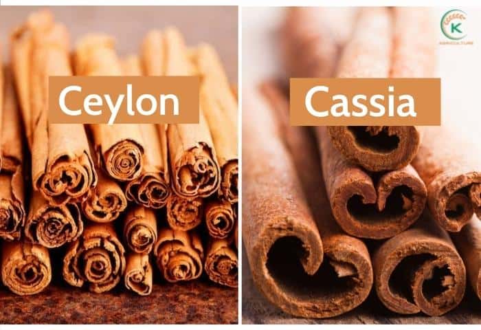 cassia-cinnamon-oil-and-5-secrets-you-must-know 8