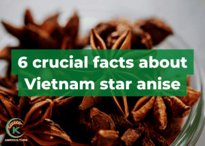 Vietnam-star-anise