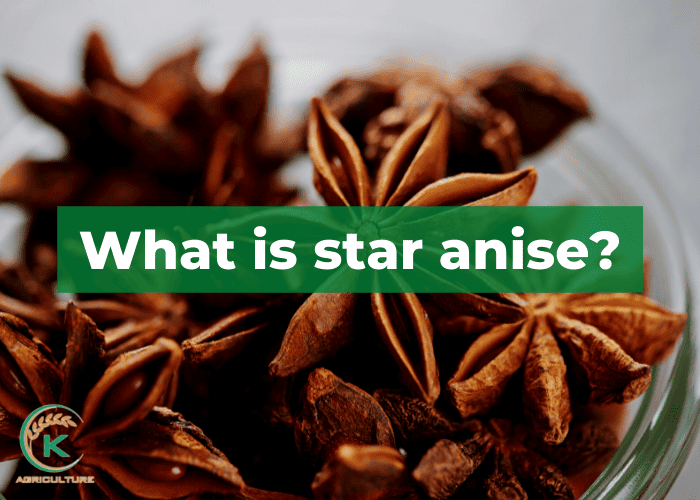 star-anise-benefits-1