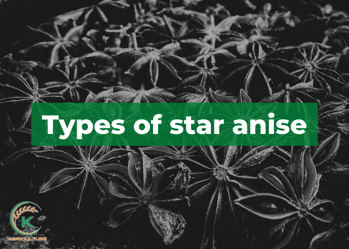 star-anise-benefits-2