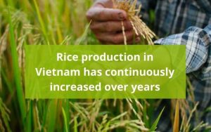 Rice-production-in-Vietnam-has-continuously-increased-over-years-13.
