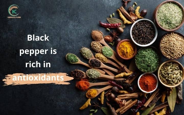 the-benefits-of-black-pepper-10-things-you-must-pay-attention-to 6