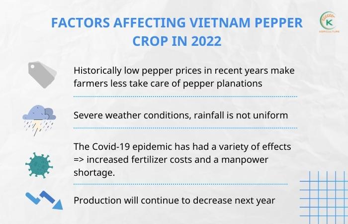 vietnam-pepper-export-and-all-updated-trends-you-can-not-miss-8