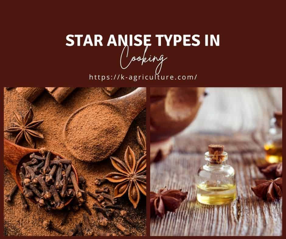 star-anise-taste-4.jpg