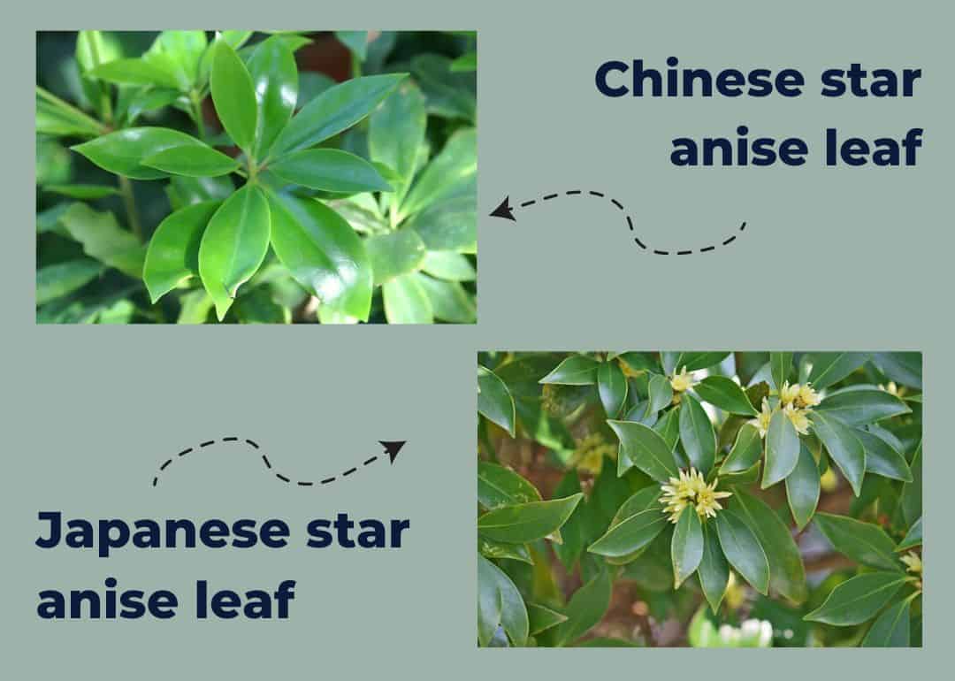 Japanese-star-anise-vs-Chinese.2.jpg