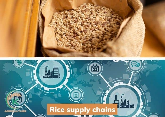 rice-manufacturer-in-Vietnam-9