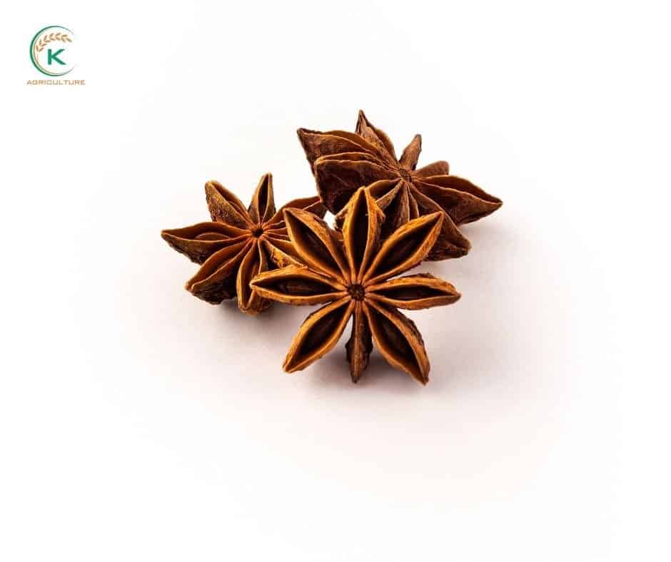star-anise-in-cooking.1.jpg