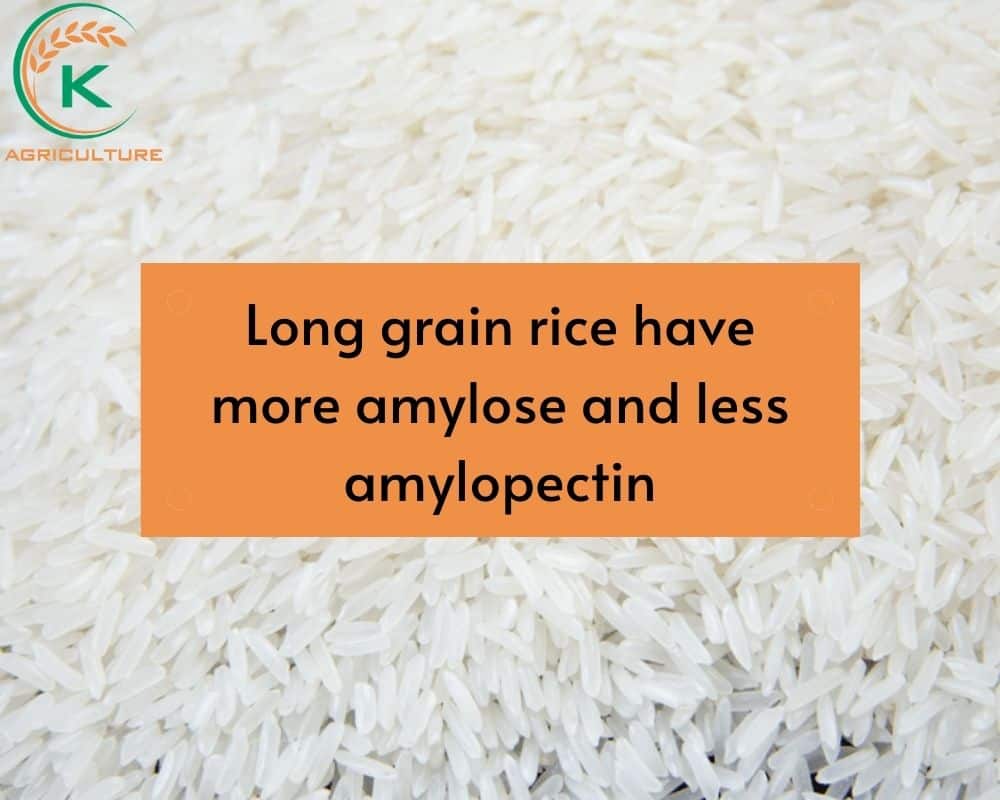 types-of-long-grain-rice.2.jpg