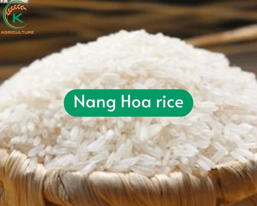 vietnam-white-rice.6.jpg