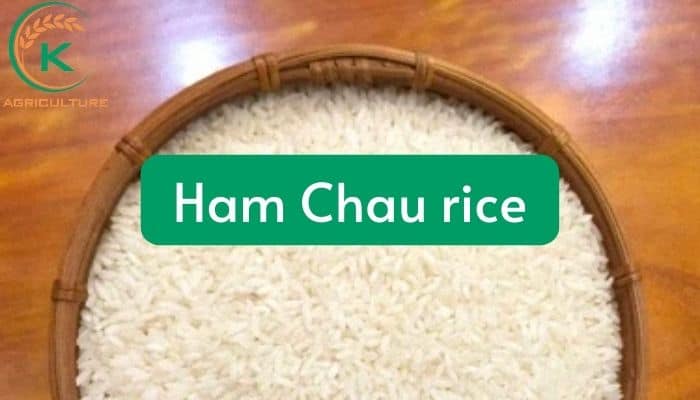 vietnam-white-rice.7.jpg