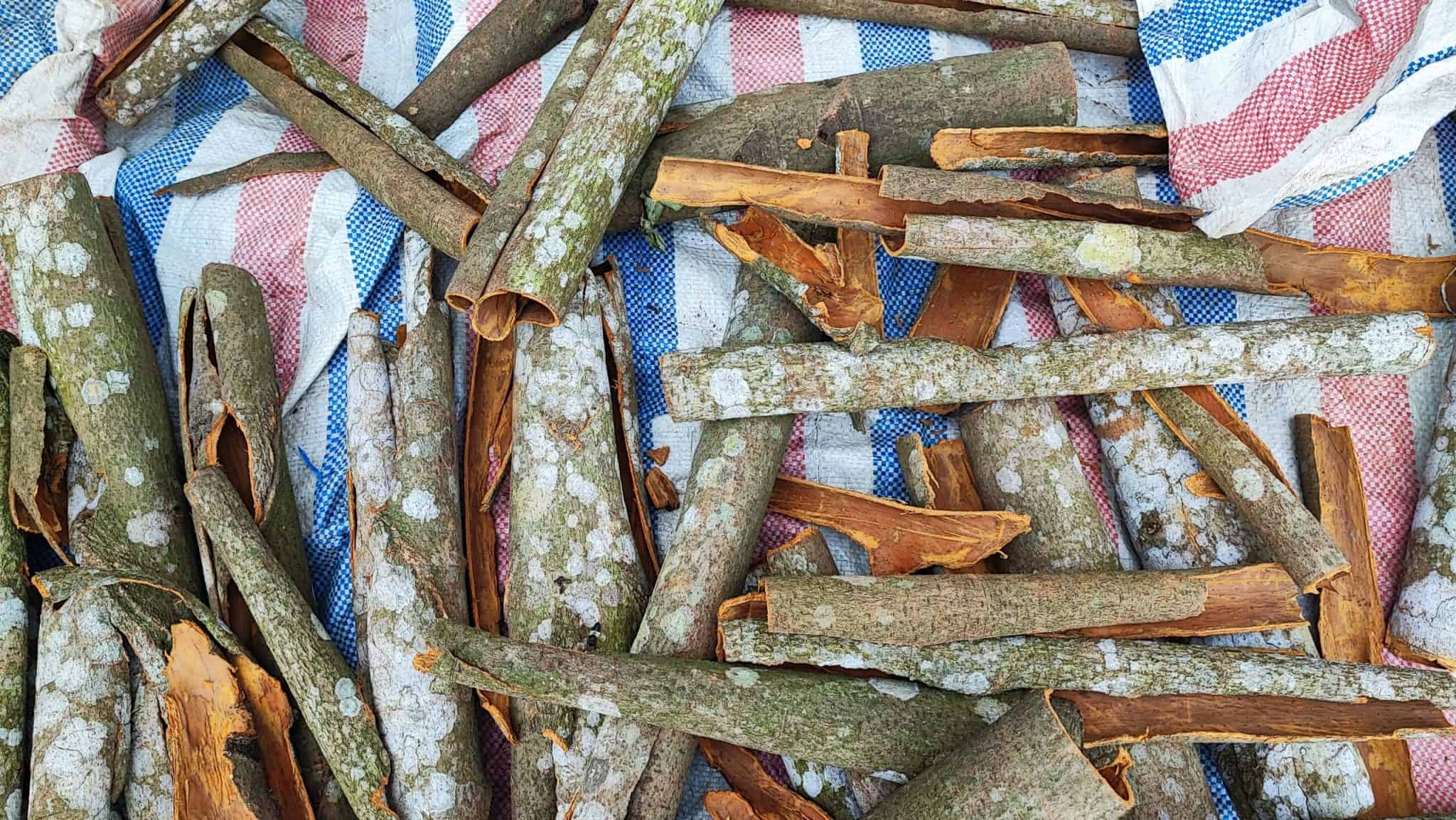cassia-cinnamon-sticks-8.jpg