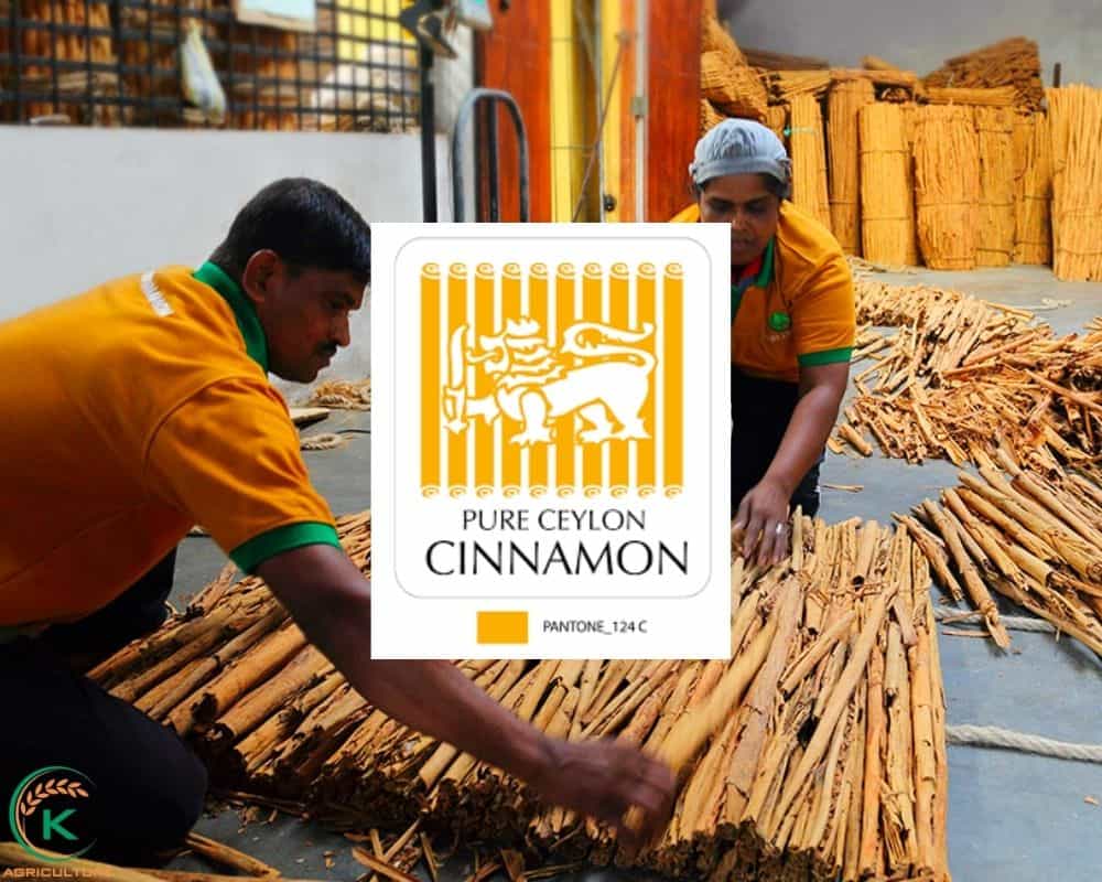 split-cinnamon-wholesaler.11.jpg