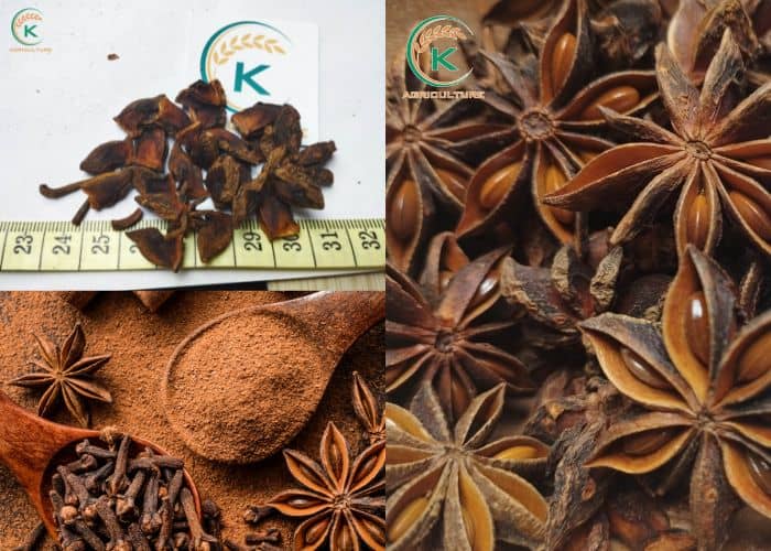 wholesale-star-anise -1